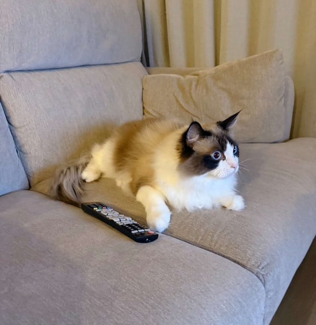 真剣に見ています(@luluchan_nekoさんの投稿より、再掲)