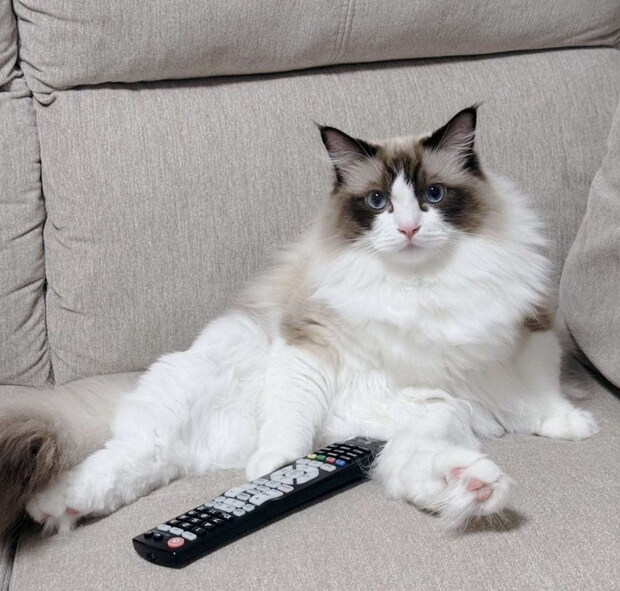 テレビ好きだというルルちゃん(@luluchan_nekoさんの投稿より)