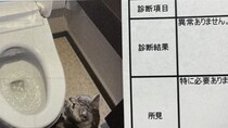 「本物の現場猫さんだ」「可愛すぎておもろいw」　報告書に写り込みすぎてる猫に7.1万人悶絶
