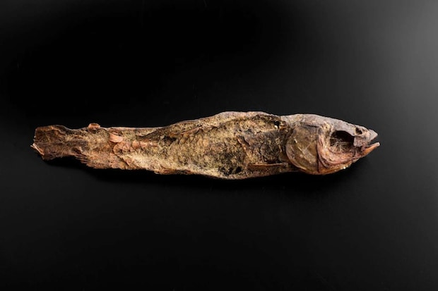 「魚のミイラ」（写真提供：古代エジプト美術館）