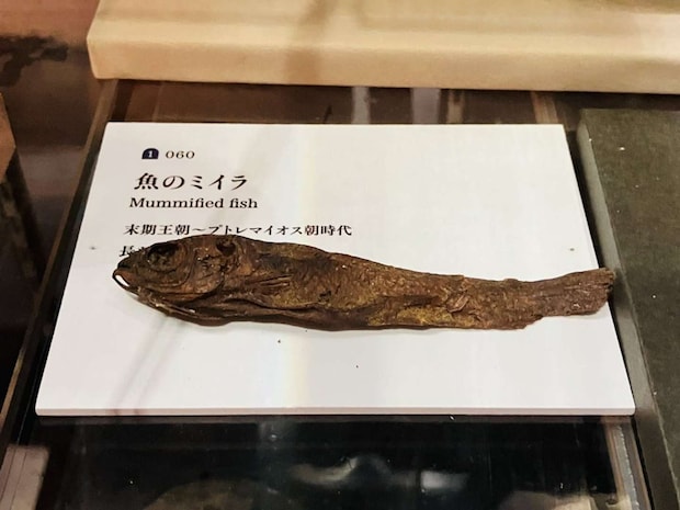 魚のミイラ（画像はいつき＠eki_itsukiさんの投稿より）