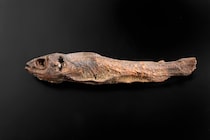 「干物にしか見えない」と噂の〝魚のミイラ〟　どういう存在？渋谷・古代エジプト美術館に聞く