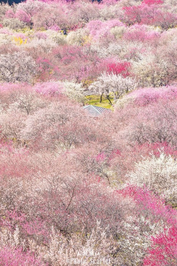 「スカーレット@Photo」（＠Photo_Scarlet）さんの投稿より