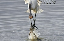 絶体絶命のカニがまさかの反撃　たまたま撮影された「衝撃の瞬間」がこちら