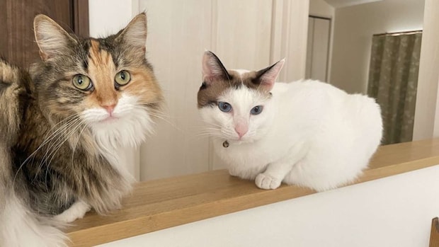 画像は＠tsukune216さんの投稿より