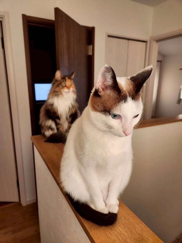 撫でてください列画像は＠tsukune216さんの投稿より