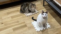猫→飼い主の〝猛烈抗議〟に4.4万人ホッコリ　春の模様替えを進めていたら...「一歩も動かんにゃーー」