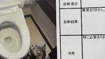 「本物の現場猫さんだ」「可愛すぎておもろいw」　報告書に写り込みすぎてる猫に7.1万人悶絶