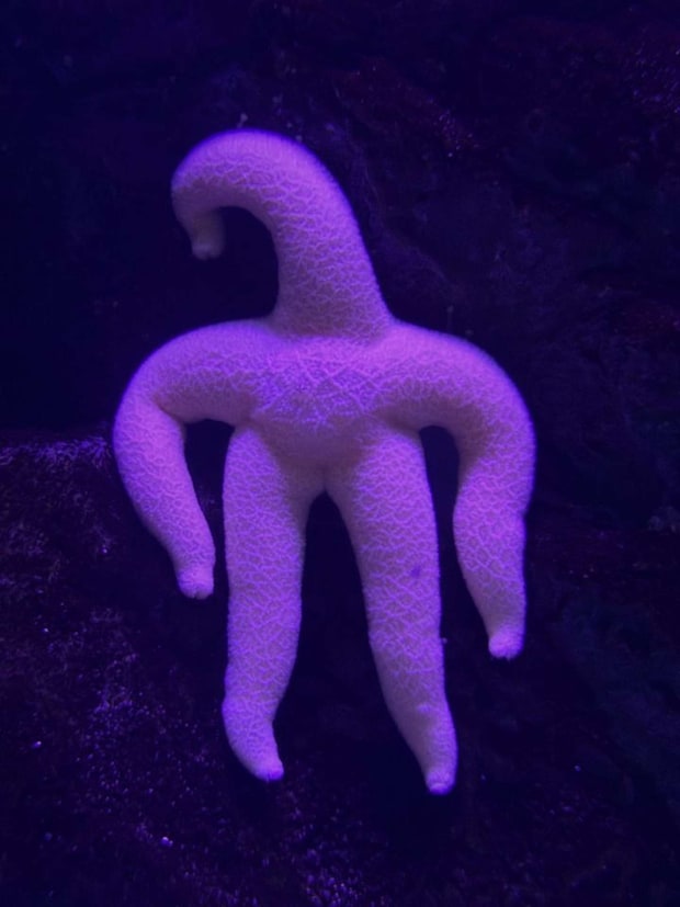 餌の匂いに気付くと動く（画像は上越市立水族博物館うみがたりの公式Xアカウントより）