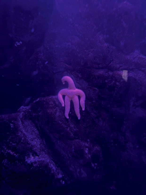 正体は...（画像は上越市立水族博物館うみがたりの公式Xアカウントより、再掲）