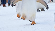〝ペンギン歩き〟してない...だと？　元気いっぱい雪中進むペンギン行列に1.6万人驚がく「ここまで足あがるんですね」