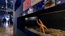 「メガスターミー」「寄生獣すぎる」　竹島水族館のヒトデの〝衝撃フォルム〟に20万人困惑