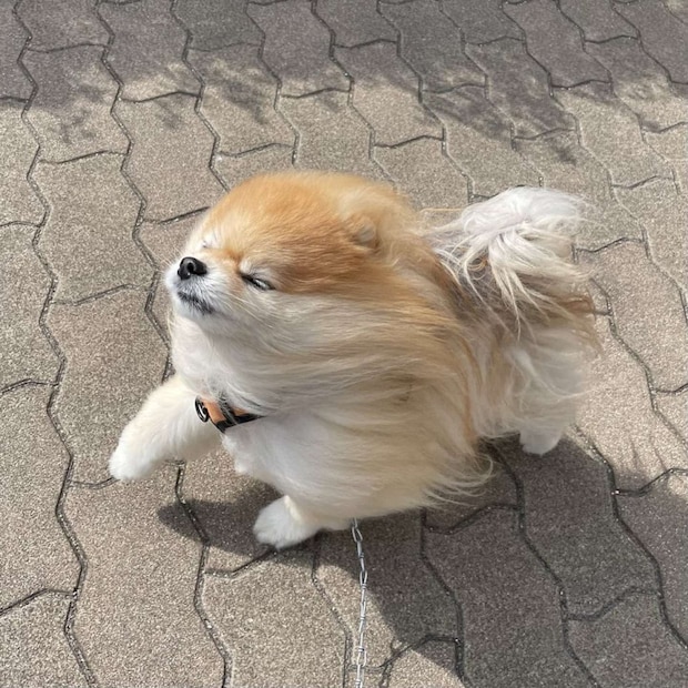 画像は橘紫夕（＠tachibana_shiu）さんの投稿より