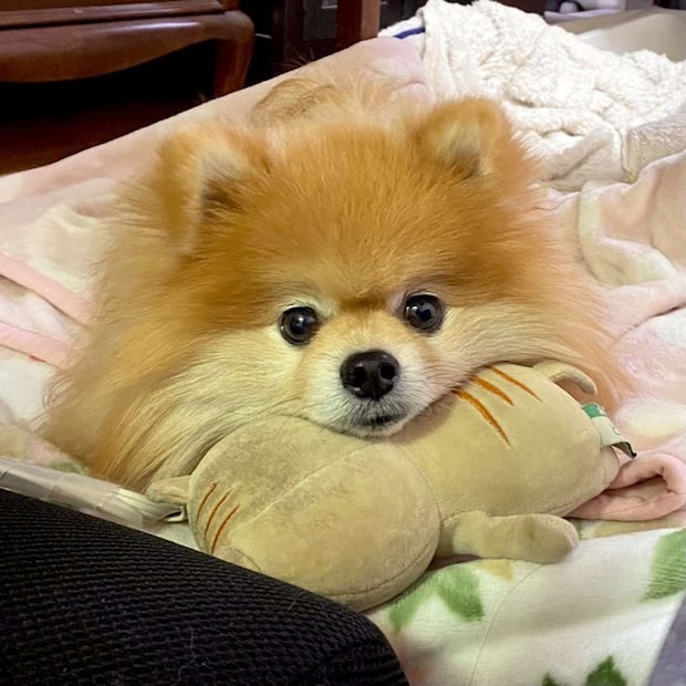 画像は橘紫夕（＠tachibana_shiu）さんの投稿より