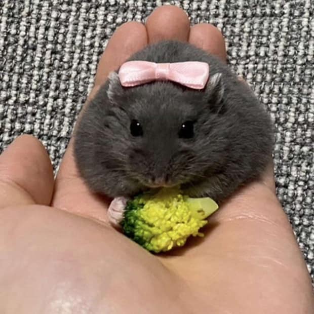 「エンタ治療院」（＠entachiryouin）さんの投稿より