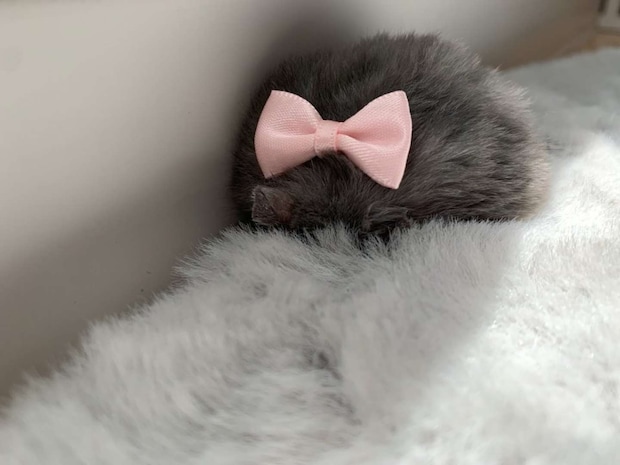 「エンタ治療院」（＠entachiryouin）さんの投稿より