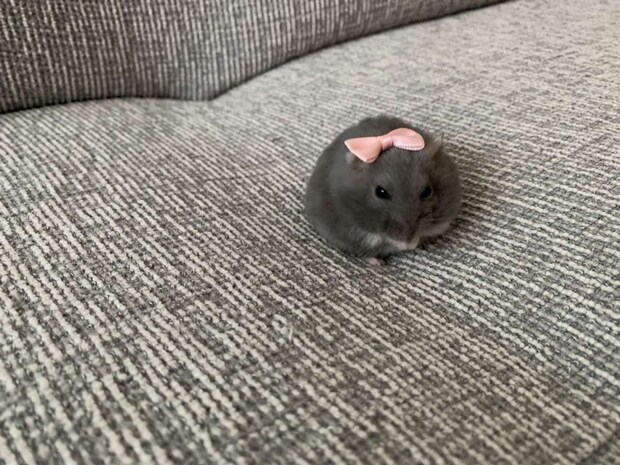 「エンタ治療院」（＠entachiryouin）さんの投稿より