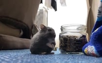 「人生、この動画だけあればいい」「世界にはこれが必要」　5.4万人を救済した〝全肯定ハムスター〟が尊い