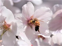 「桜は受粉すると赤くなる」実はデマ　Twitterで情報拡散も...専門家「関係ないです」