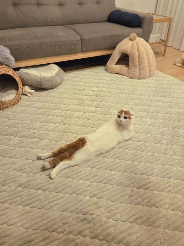 （画像は＠sera230813さんの投稿より、再掲）