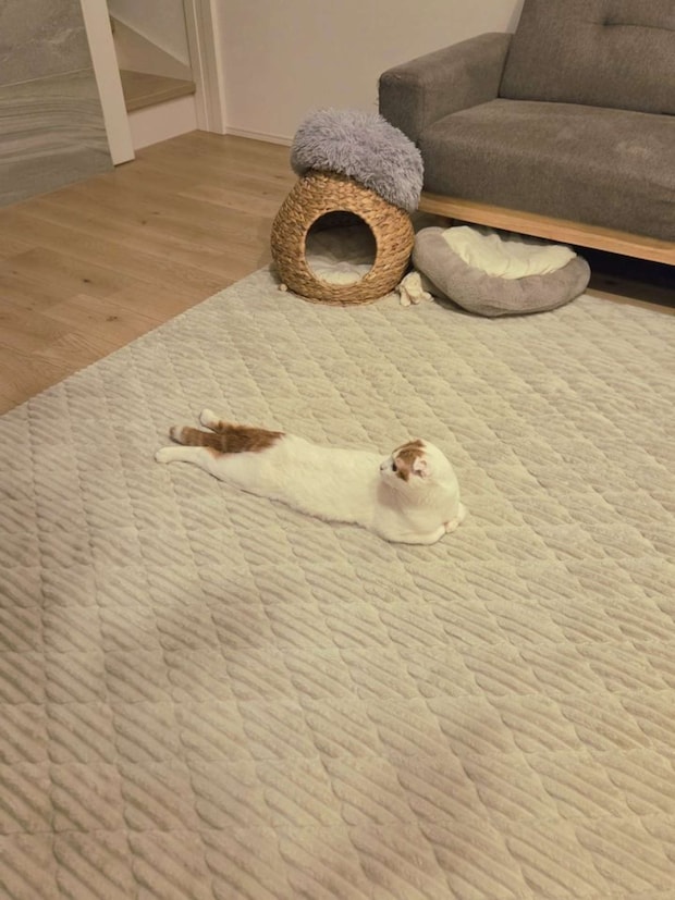 別方向から（画像は＠sera230813さんの投稿より）