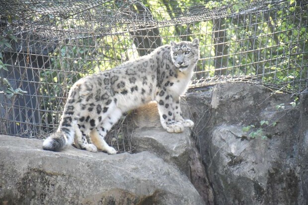 多摩動物公園のユキヒョウ（写真提供：（公財）東京動物園協会）