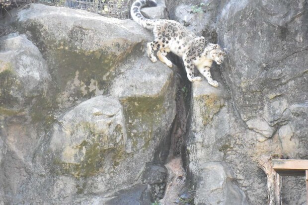 岩場に溶け込む配色（写真提供：（公財）東京動物園協会）