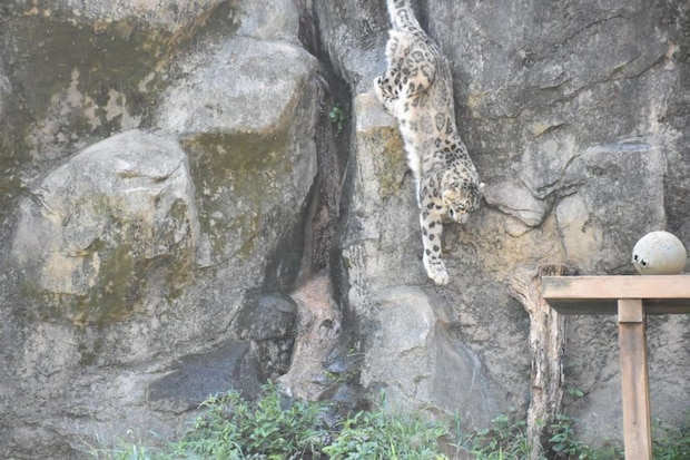 探せばいます（写真提供：（公財）東京動物園協会）