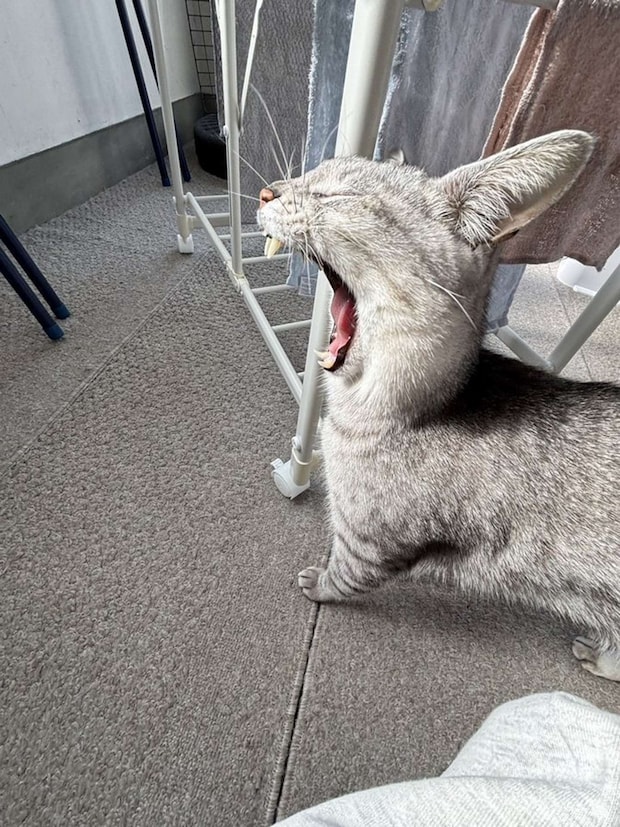 どうなってる？（画像は＠shijimitonさんの投稿より）