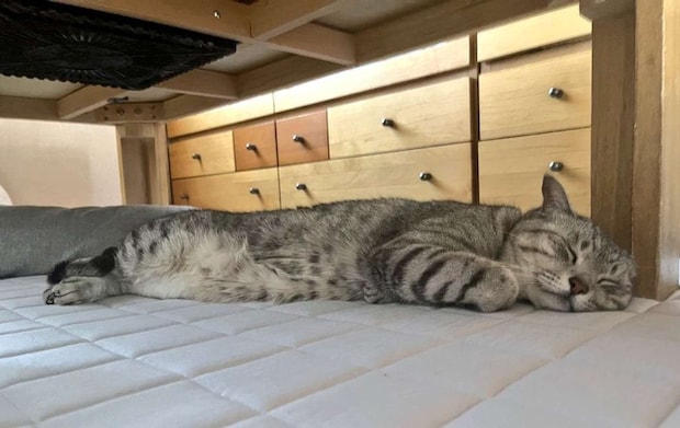 大きくなったしじみくん（画像は＠shijimitonさんの投稿より）