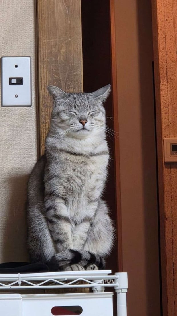 おやつ待ちの場所で立ったまま寝るしじみくん（画像は＠shijimitonさんの投稿より）