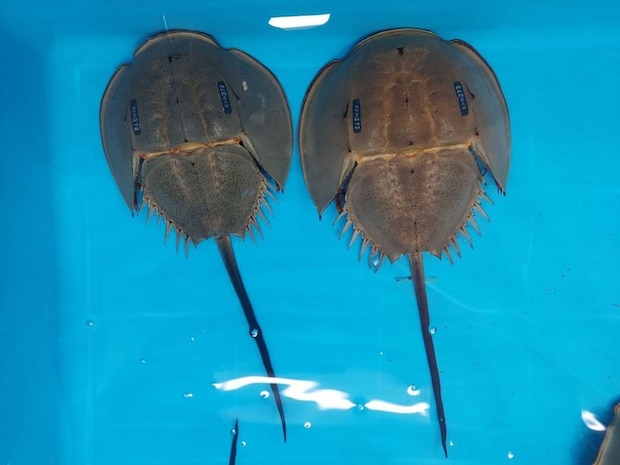 笠岡市立カブトガニ博物館【公式】(@horseshoecrab_m)の2025年1月16日の投稿より