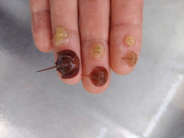 カブトガニの脱皮(笠岡市立カブトガニ博物館【公式】(@horseshoecrab_m)2024年6月23日の投稿より)