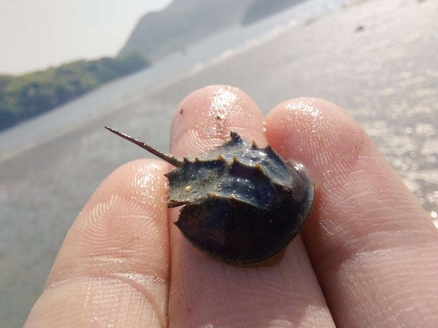 カブトガニと言えば、海!(画像は笠岡市立カブトガニ博物館【公式】(@horseshoecrab_m)の2024年4月28日の投稿より)