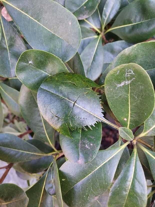 笠岡市立カブトガニ博物館【公式】(@horseshoecrab_m)の投稿より