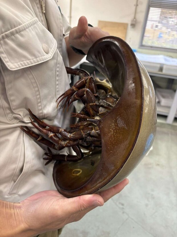 「ギュっと服を挟んで離してくれないズッ友カブトガニ」(笠岡市立カブトガニ博物館【公式】(@horseshoecrab_m)2025年12月9日の投稿より)