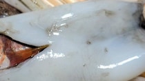 横浜のスーパーで買ったイカをさばいたら→中からまさかの存在登場　衝撃光景に5.3万人驚がく