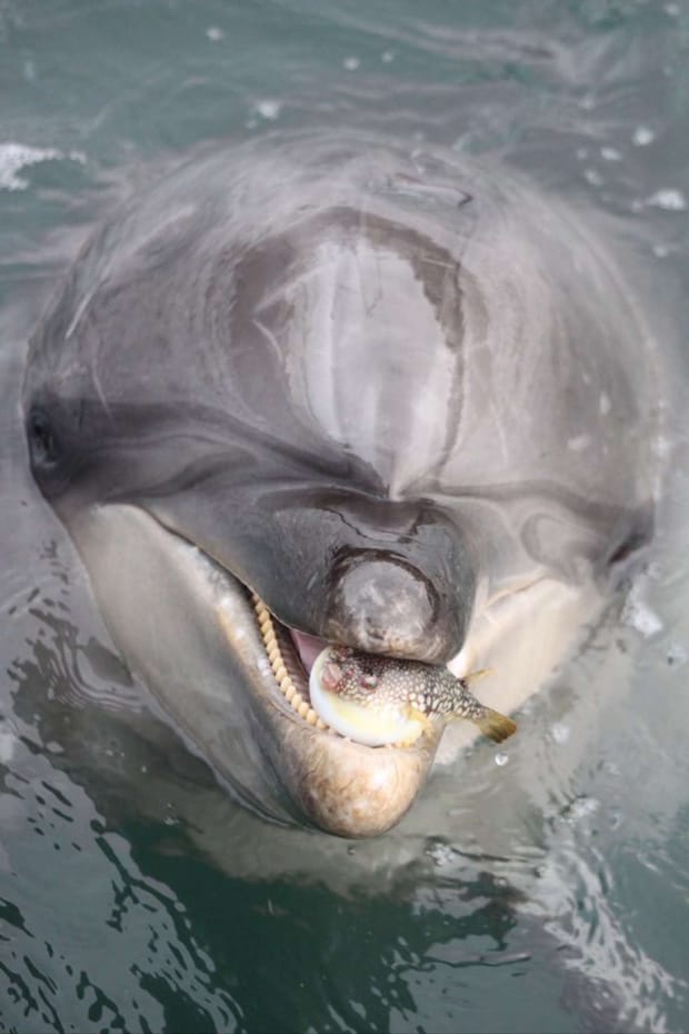 これは不遇（画像は海中水族館シードーナツの公式Xより）