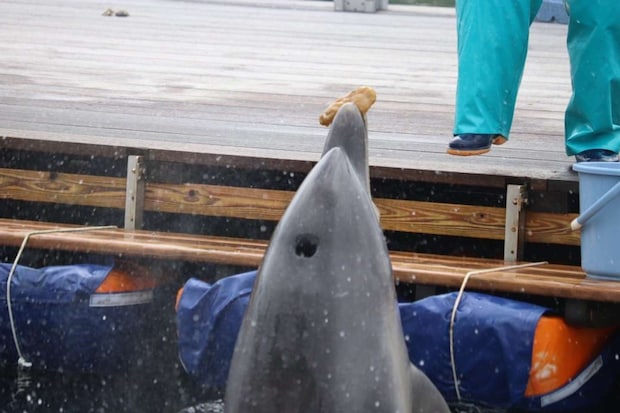 遊びの一環らしい（写真提供：海中水族館シードーナツ）