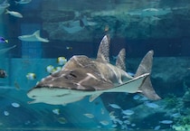 「ドジすぎるサメ」フグの毒で動けず、丸2日寝込む...　いまは元気なのか聞いてみた