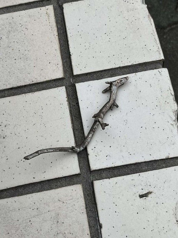 徳島求人情報 QSTYLEの公式Xアカウント（＠Qstyle_koshiki）の投稿より