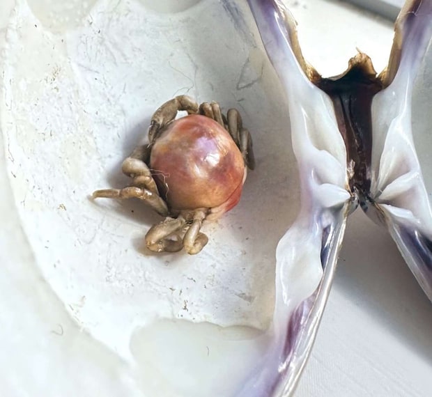 貝に寄生している（画像はゆかりちゃん＠yukaric03886076さんの投稿より）