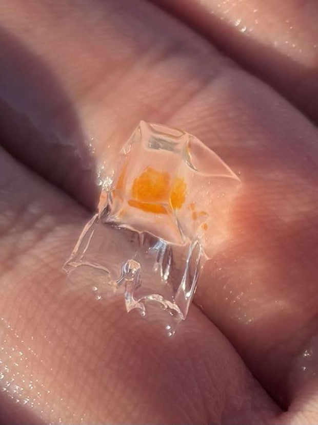 くらげノ脊髄（＠Spinal_Jelly）さんの投稿より