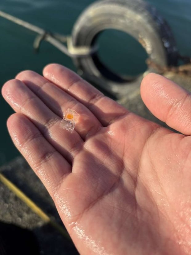 くらげノ脊髄（＠Spinal_Jelly）さんの投稿より