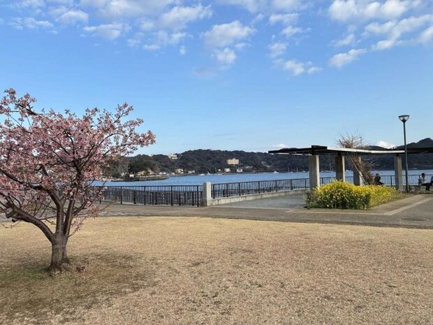 河津桜と菜の花が咲き、春らしい景色が広がる