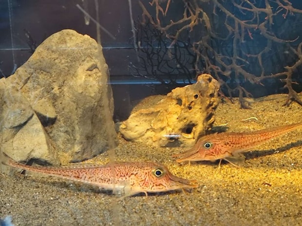 キホウボウ(写真はPhotoAC)