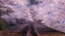 まっすぐ続く廃線と〝桜のトンネル〟　幻想的な京都の春に4万人感動「魔法の世界みたい」