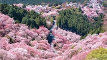 正しく〝桜の海〟...吉野山の絶景に7.7万人感動　「百花繚乱とはこのこと」「一度は見たい」
