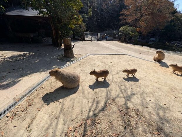 まえへ～ならえっ！？（コッチ（＠capipiro）さんの投稿より）