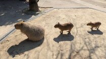 キレイに並ぶ〝三段階進化カピバラ〟に3.6万人もん絶　「かわいい」「カピバラ、カピバ、カピ」